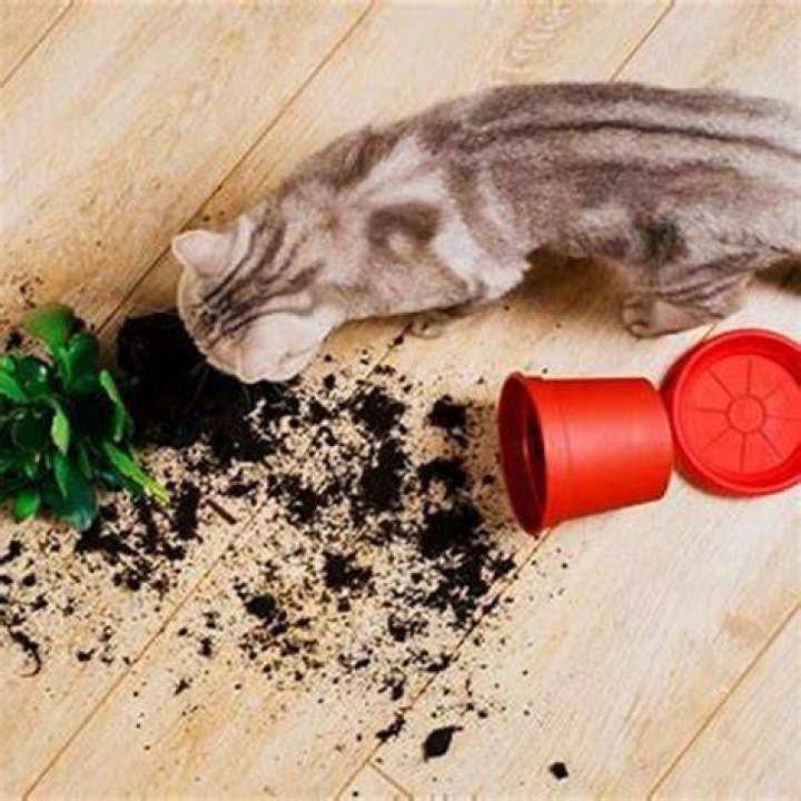 How can I induce vomiting in my cat at home?
