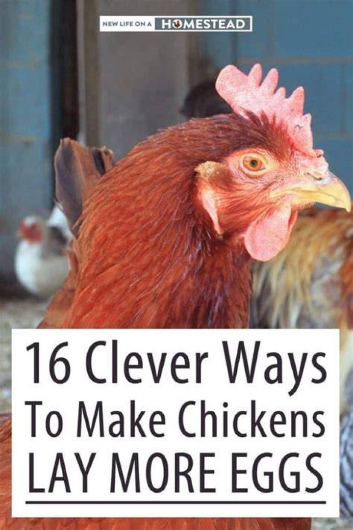 How can I make my chickens lay eggs faster?