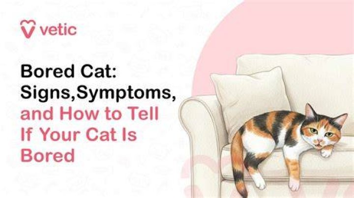 How can I tell if my cat is bored?