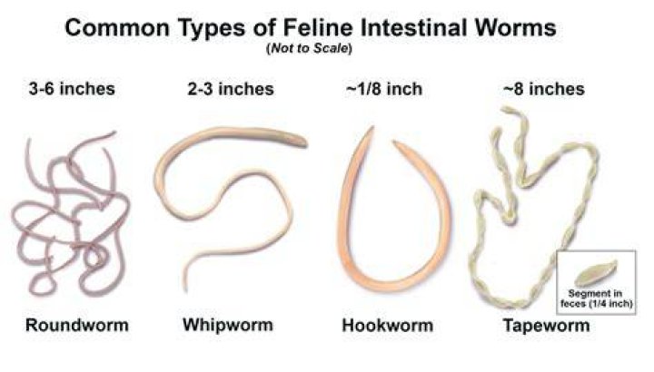 How can I tell if my dog has worms?