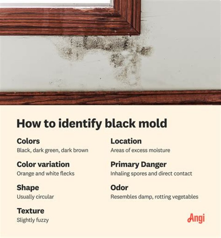 How can you protect yourself from black mold?