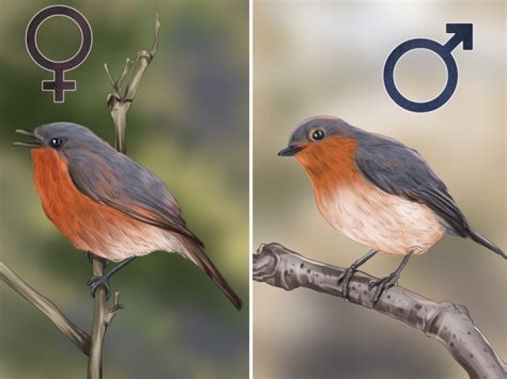 How can you tell a male robin from a female?