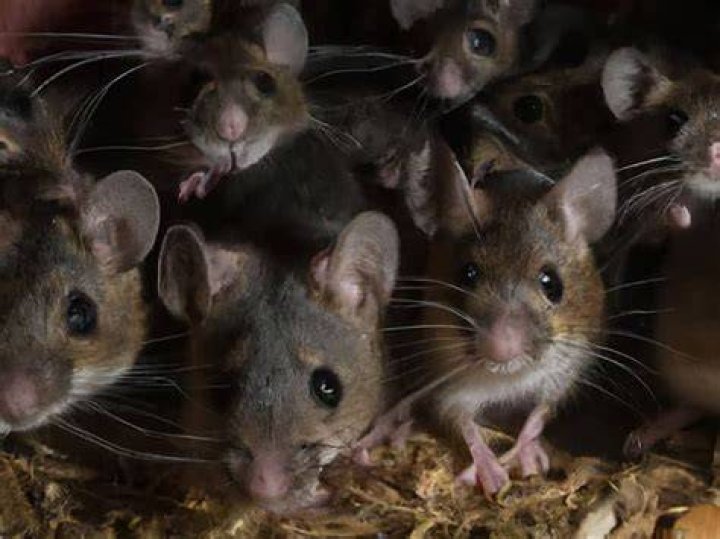 How can you tell how many mice you have?