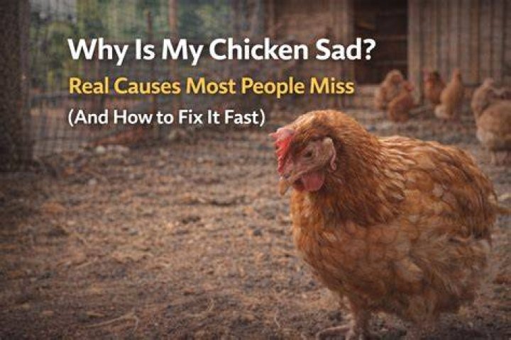 How can you tell if a chicken is sad?