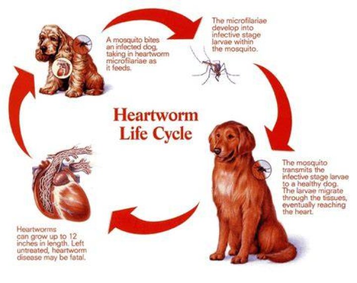 How can you tell if a dog is dying from heartworms?