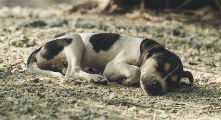 How can you tell if a dog is in distress?