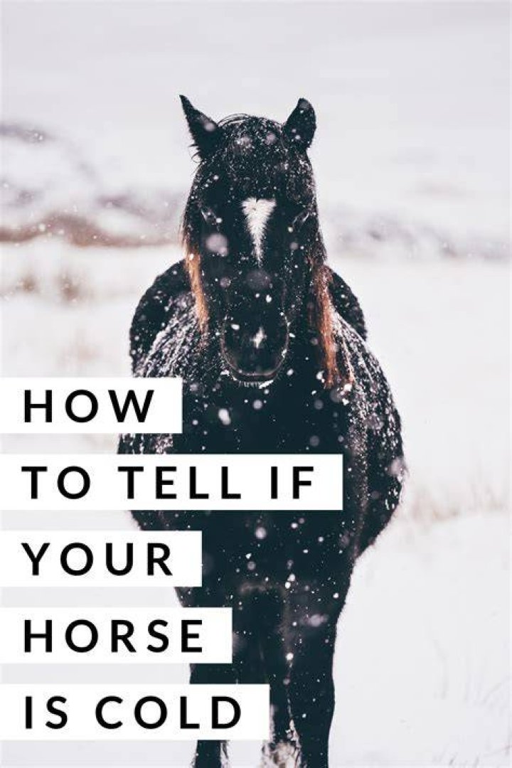 How can you tell if a horse is cold?