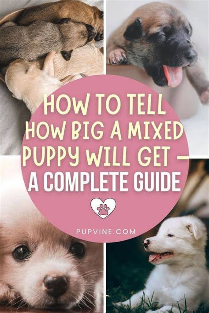 How can you tell if a puppy is smart?