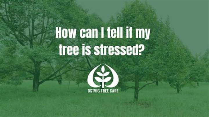 How can you tell if a tree is under stress?