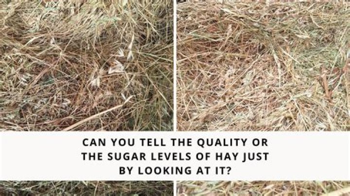 How can you tell if hay is bad?