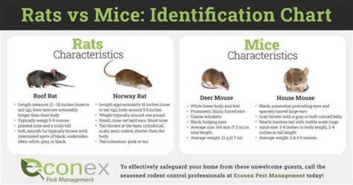 How can you tell if you have mice or rats?