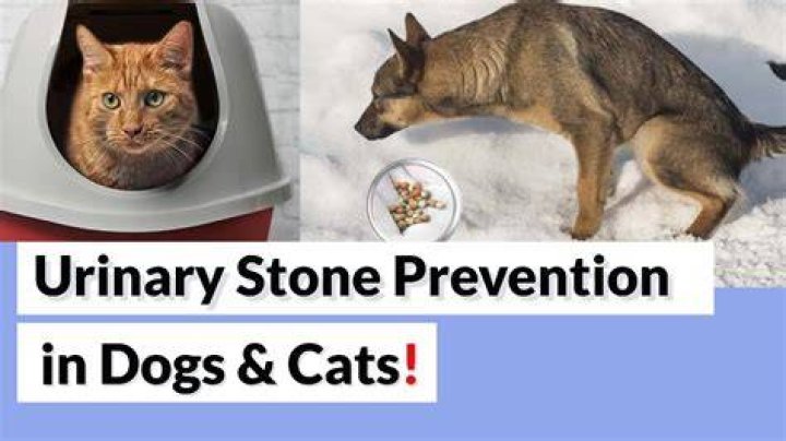 How can you tell if your cat has bladder stones?