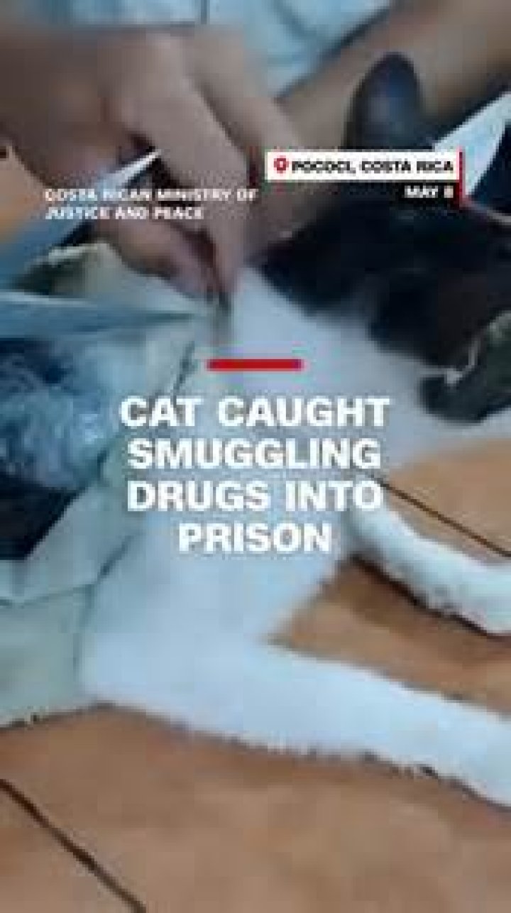 How can you tell if your cat is on drugs?