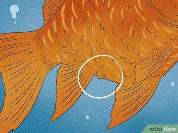 How can you tell if your goldfish is unhappy?