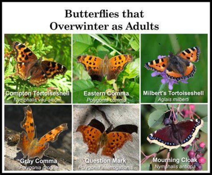 How cold can butterflies survive?