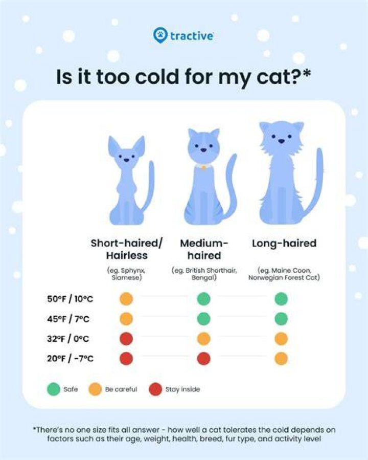 How cold is too cold for cats?