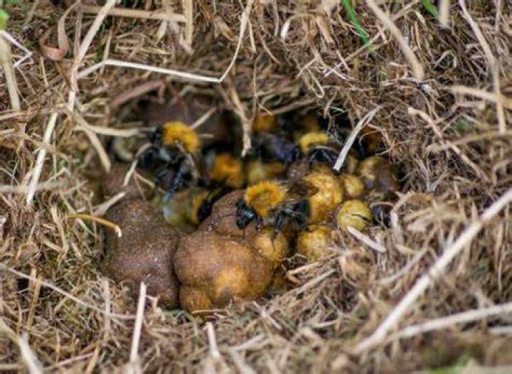 How deep do bumble bees burrow?