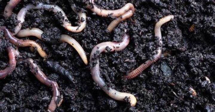 How deep do I have to dig to find worms?