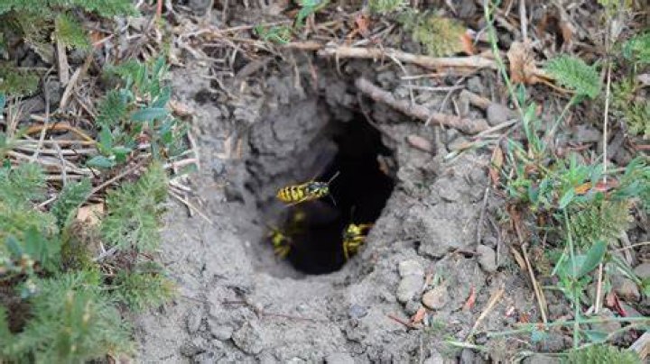 How deep is a yellow jacket nest in the ground?