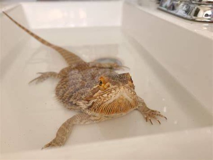 How deep should a bearded dragons bath be?