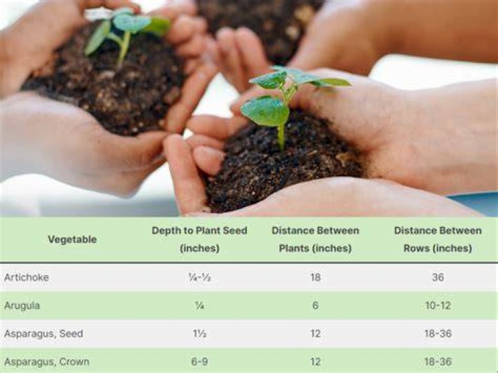 How deep should a seed be planted?