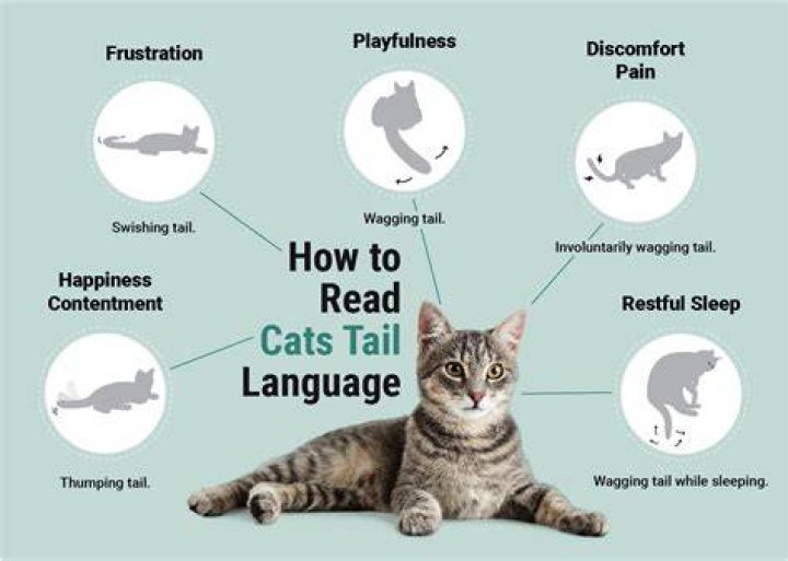 How do cats alert you?