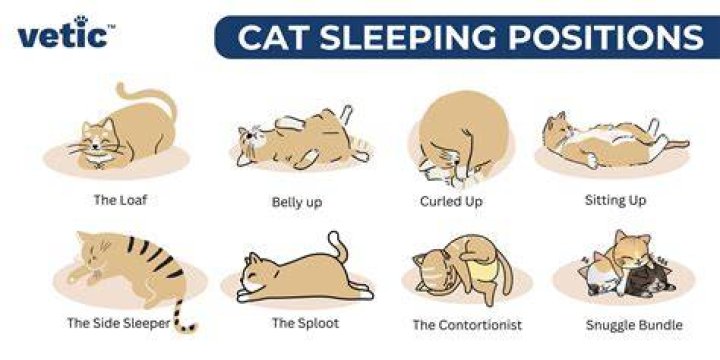 How do cats lay when sick?
