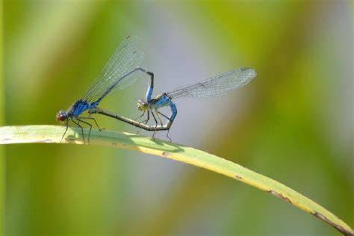 How do dragonflies communicate?