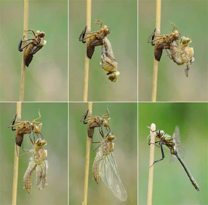 How do dragonflies have babies?