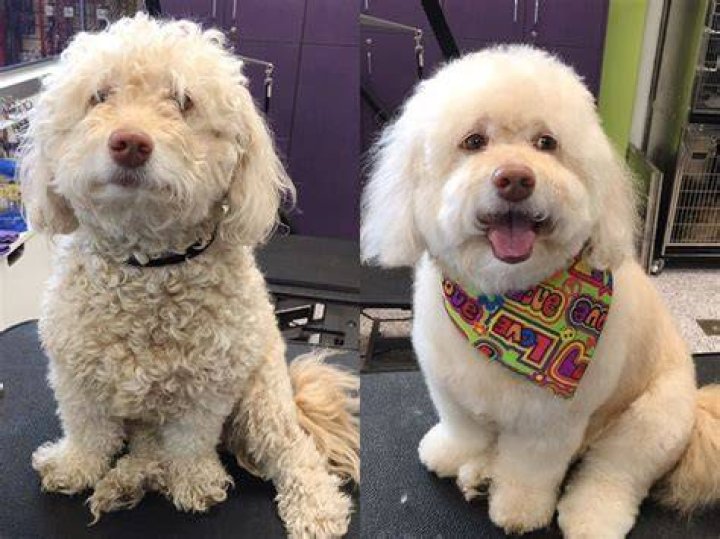 How do groomers dry dogs?