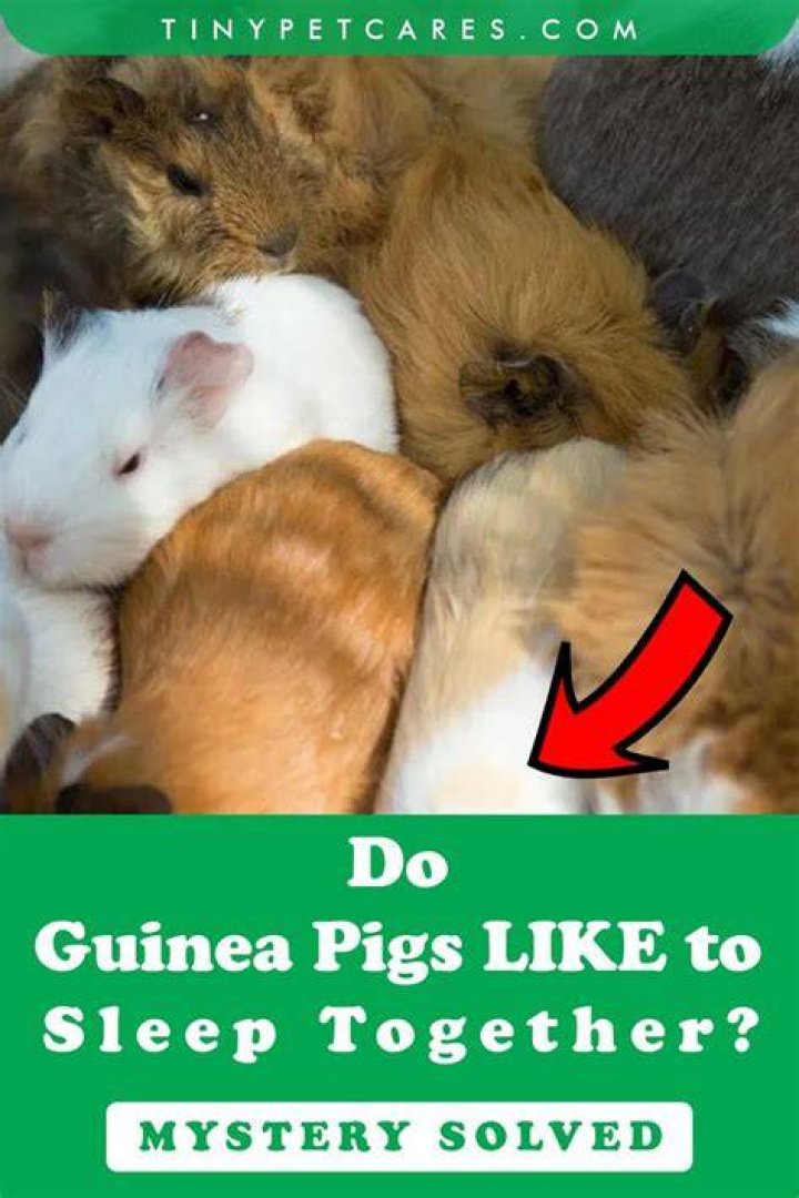 How do guinea pigs like to sleep?