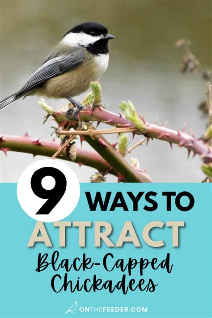 How do I attract black birds to my yard?