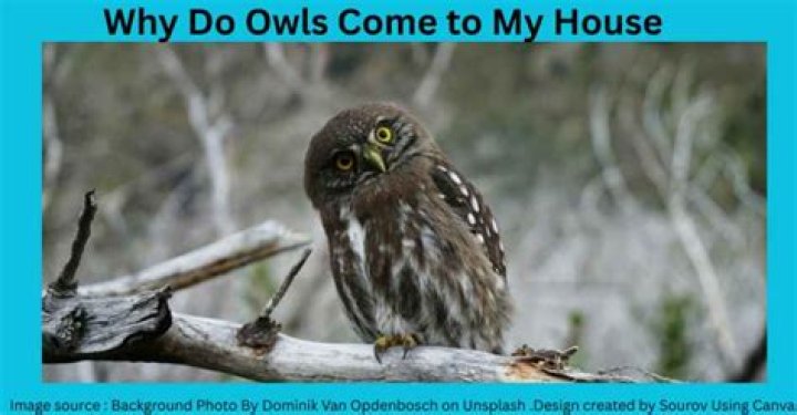How do I attract owls to my house?