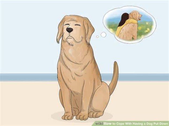 How do I bring my dog down from a high?