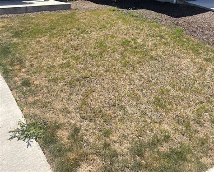 How do I bring my lawn back to life?