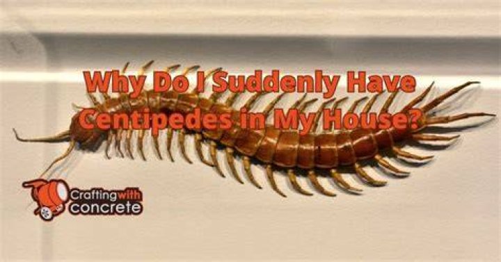 How do I chase my house from centipedes?