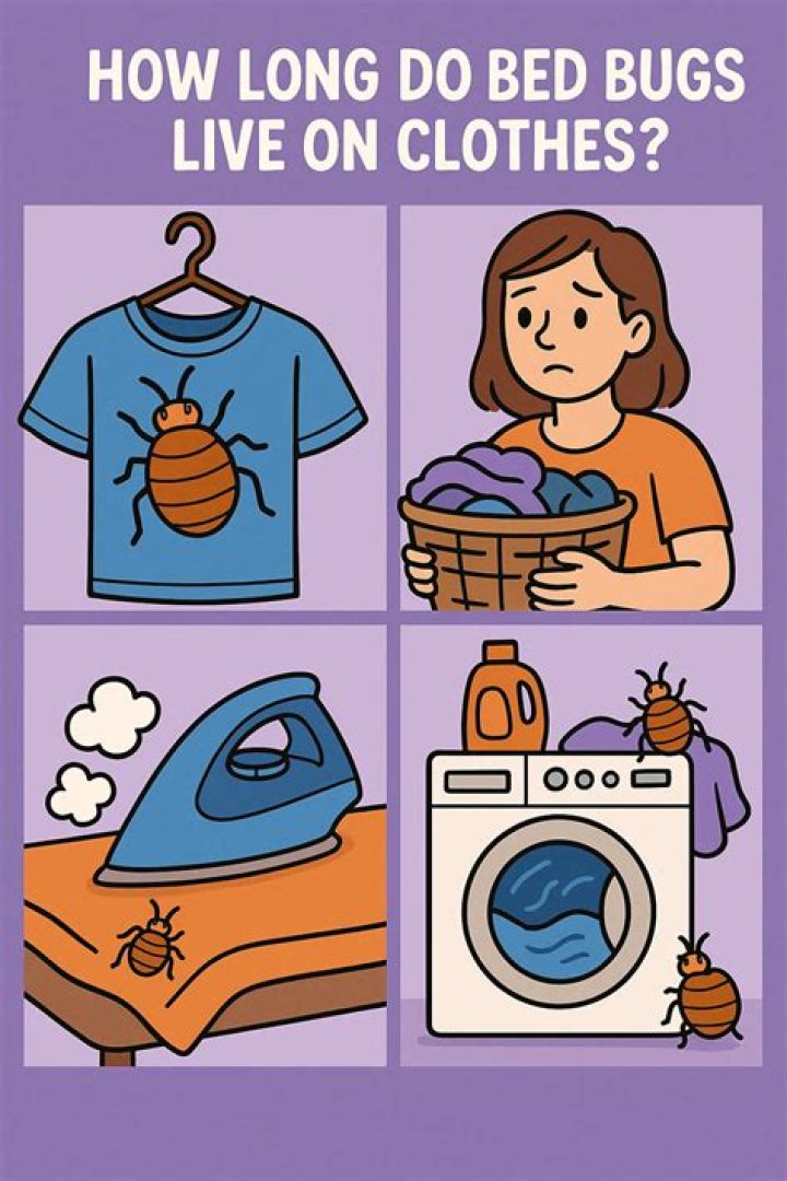 How do I check my clothes for bed bugs?