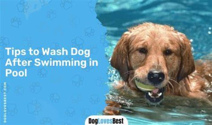 How do I dry my dog after swimming in the pool?