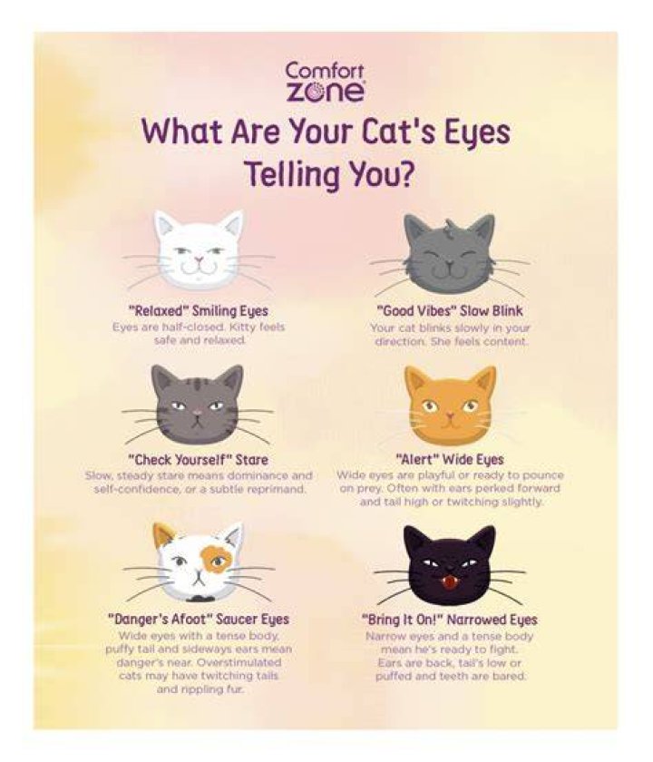 How do I energize my cats eyes?