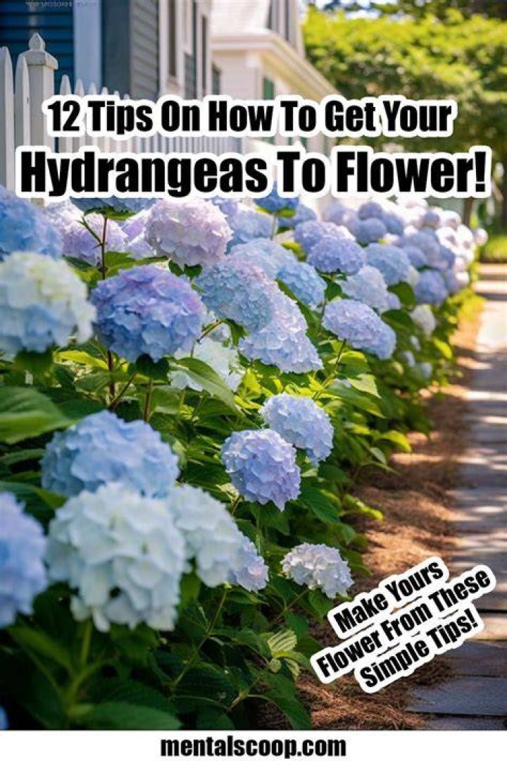 How do I get my hydrangeas to bloom more?