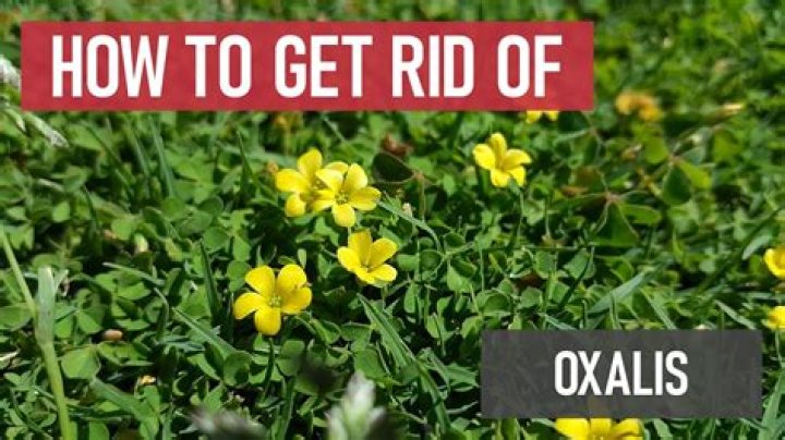 How do I get rid of little yellow flowers in my lawn?