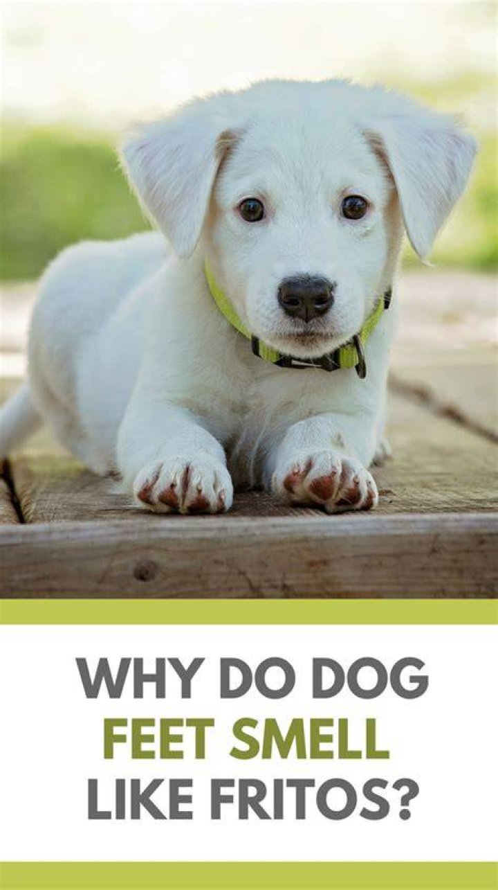 How do I get rid of my dogs stinky feet?