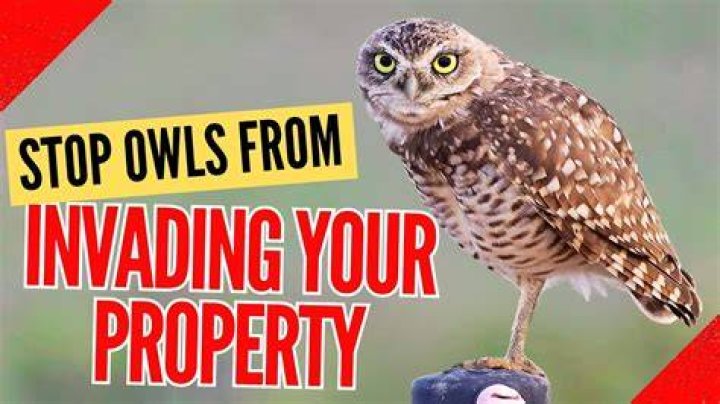 How do I get rid of owls?