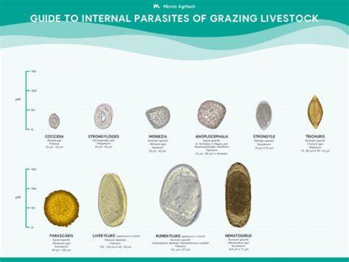 How do I identify parasites?
