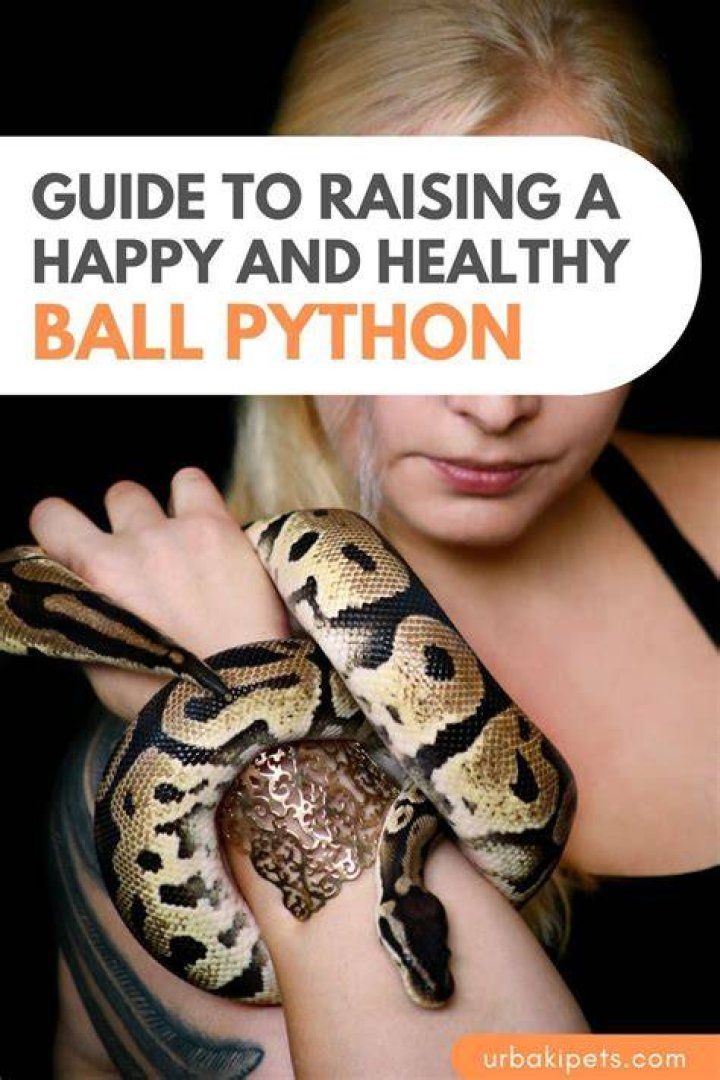 How do I keep my ball python happy?