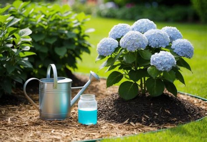How do I keep my hydrangea blue?