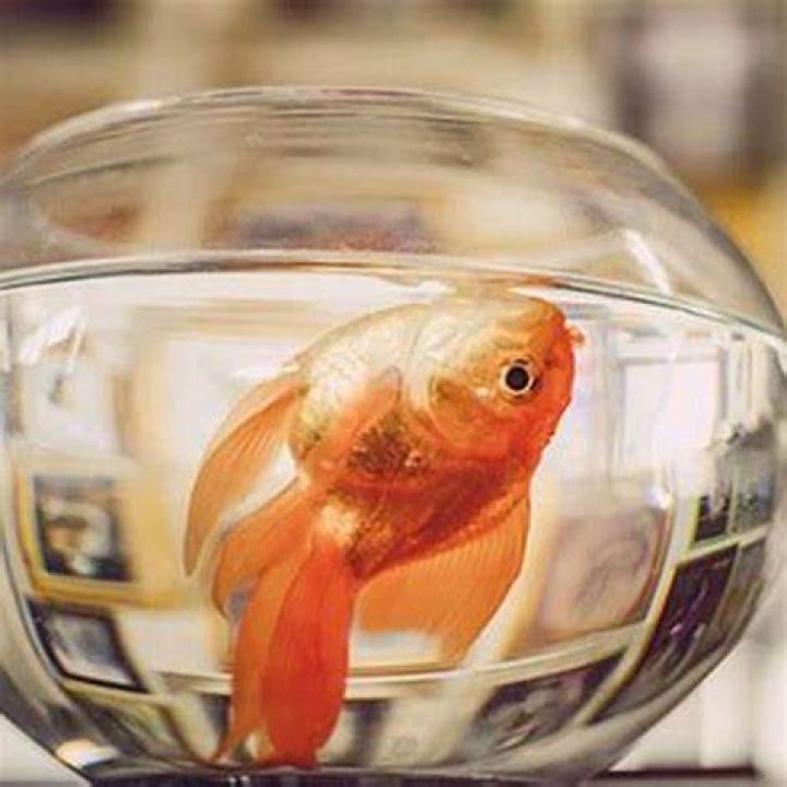 How do I keep my small fish alive?