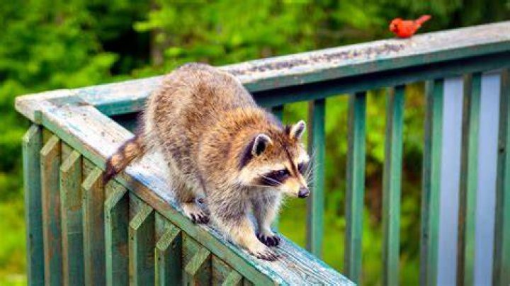 How do I keep raccoons off my balcony?