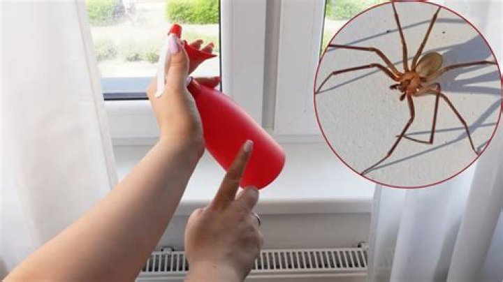 How do I keep spiders from nesting in my window frames?