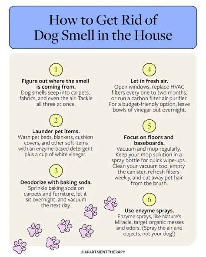 How do I keep the dog smell out of my house?